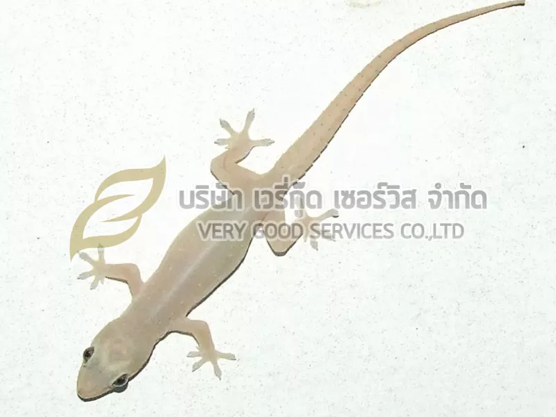 กำจัดจิ้งจก