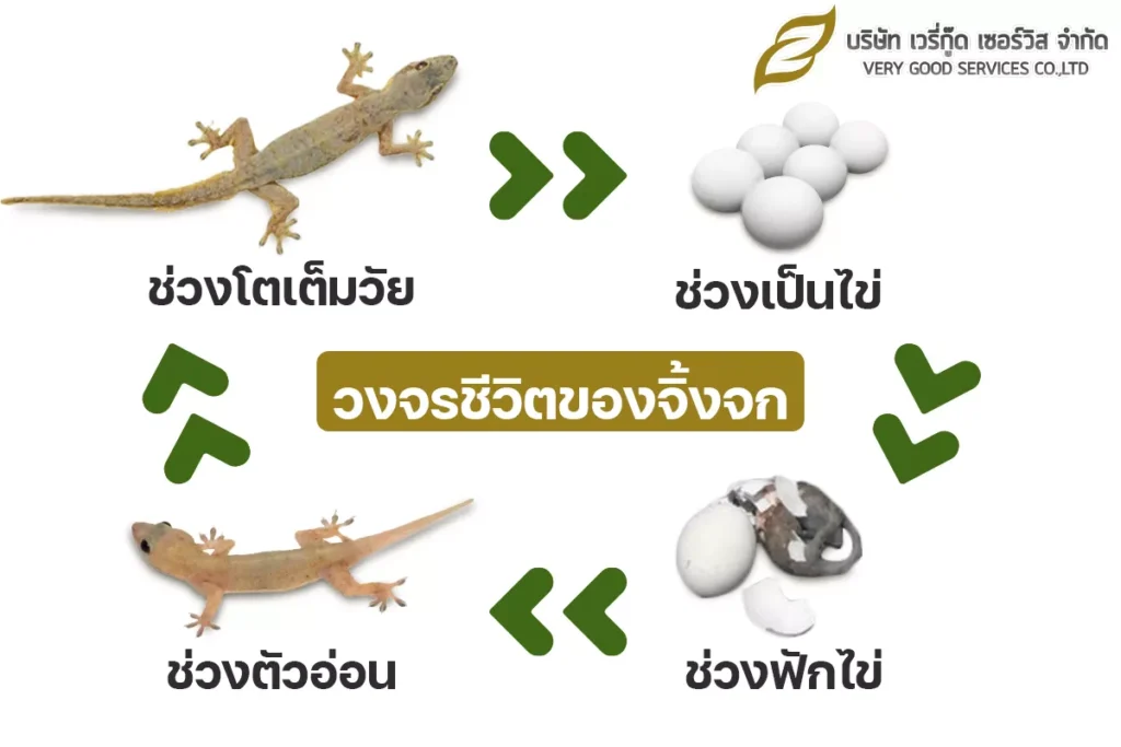 กำจัดจิ้งจก