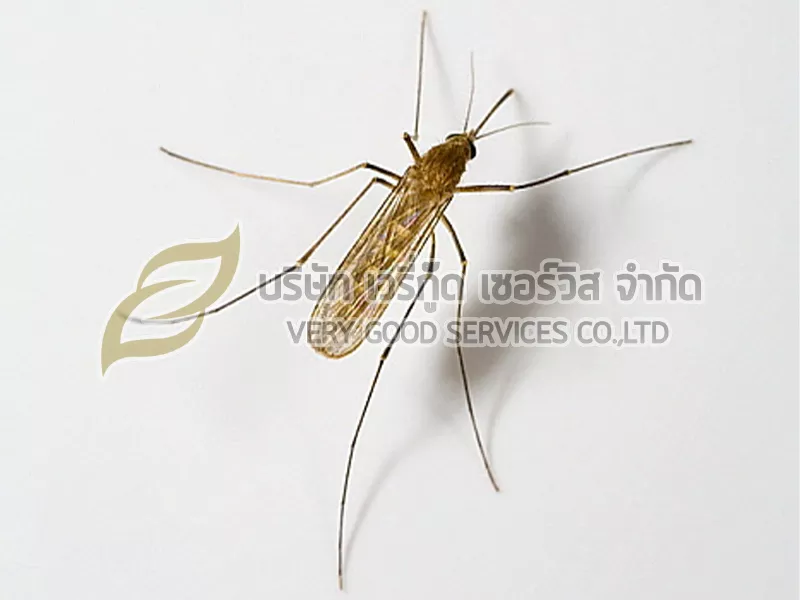 กำจัดยุง