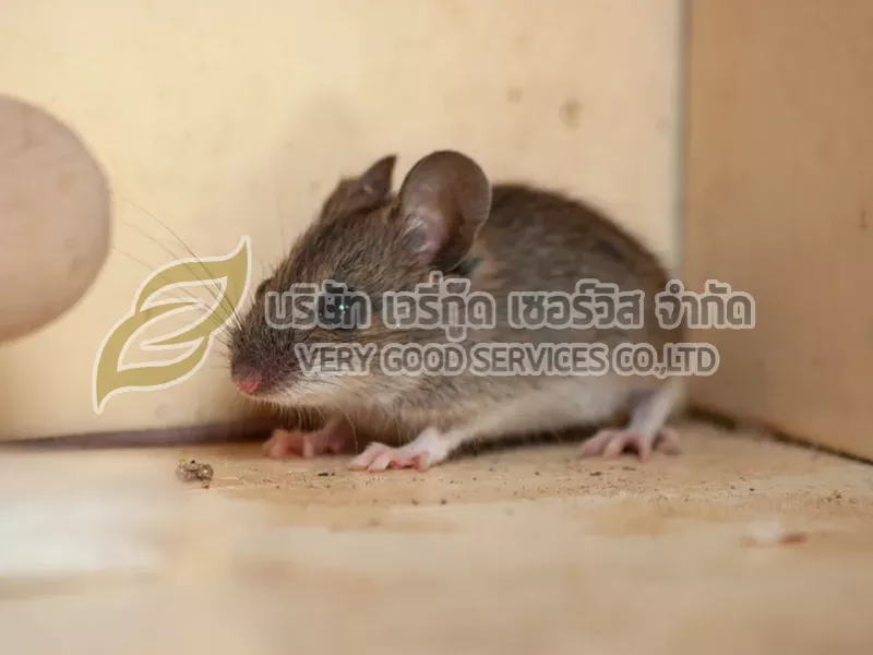 กำจัดหนู
