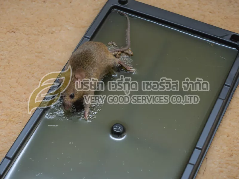กำจัดหนู