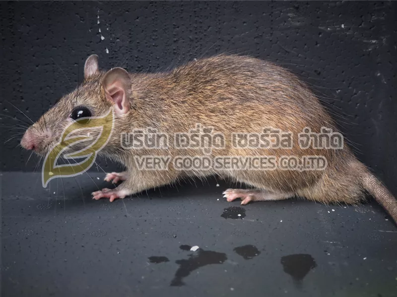 กำจัดหนู