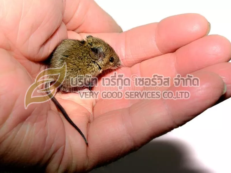 กำจัดหนู