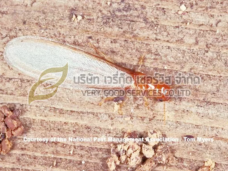 กำจัดปลวก