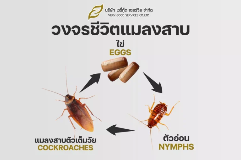 กำจัดแมลงสาบ