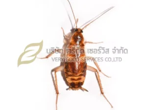 กำจัดแมลงสาบ
